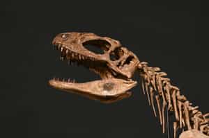 Learn about Chile's history at Santa Cruz's Colchagua museum