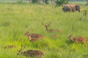Discover the flora and fauna of Bardia NP
