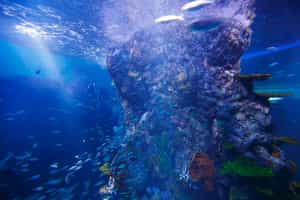 Visit the awe-inspiring Singapore Aquarium