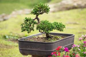 Discover the Omiya Bonsai Village in Tokyo