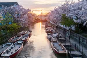 Cruise along Yanagawa's scenic canals