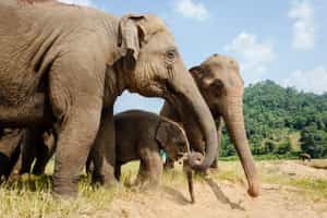 Enjoy a Elephant Haven Sanctuary Experience
