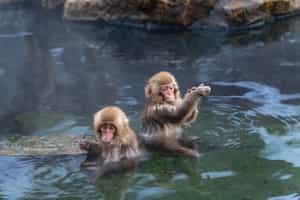 Take a trip to Jigokudani Monkey Park, Nagano
