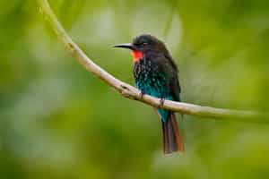 Search for Uganda's birdlife in Kibale Forest Park