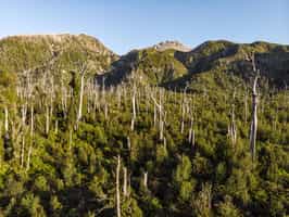 Hike through the Lake District's alerce forests