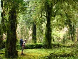 Hike the Lake District's dense temperate forests