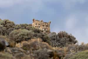 Track pumas in Torres del Paine