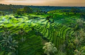 Walk the Jatiluwih Rice Terraces