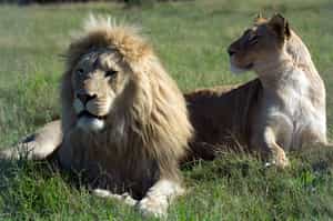 Visit the Panthera Africa Big Cat Sanctuary