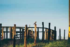 Go birdwatching around Estancia Los Potreros