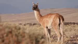 Spot wildlife on a safari in San Pedro de Atacama