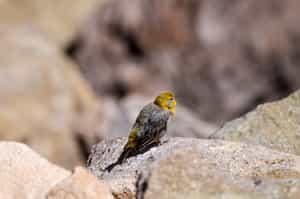 Go birdwatching in San Pedro de Atacama