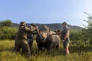 Be a part of conservation efforts in the Waterberg