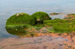 See the famous Marimo algae balls in Lake Akan