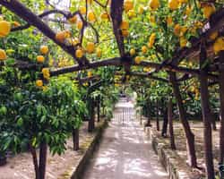 Go on a lemon grove tour on the Amalfi Coast