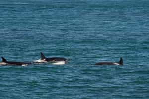 Spot orcas in Peninsula Valdes