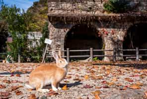 Explore Rabbit Island and Takehara City, Japan