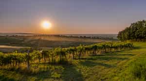 Visit to a local wine maker near Bologna