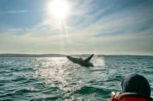 Experience the Sardine Run Migration at GweGwe