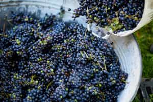 Try out grape stomping in Chianti