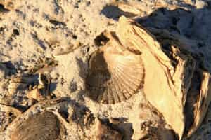 Discover the Valdes Peninsula's ancient past