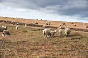 Learn about ranching on the Valdes Peninsula