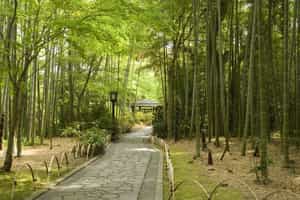 Discover Shuzenji Bamboo Forest Path