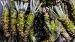 Learn about wasabi on a local farm