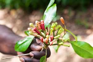 Visit a clove plantation on Pemba Island