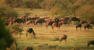 Mara Eden Safari Camp