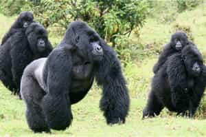 Villa Gorilla Rwanda