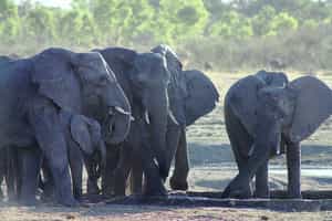 Gwango Elephant Lodge