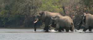 Mu Fungata Safari Lodge