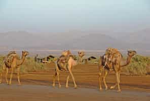 Saba River Tented Camp
