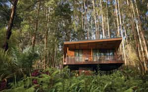 One&Only Gorilla's Nest