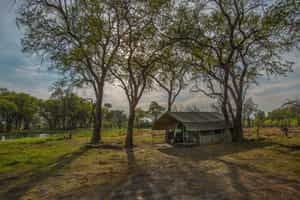 Golden Africa Luxury Roving Camp Moremi