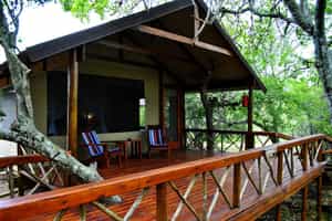 Lion Tree Top Lodge