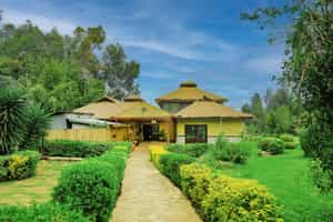 Da Vinci Gorilla Lodge