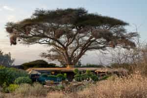 Tulia Amboseli Safari Camp