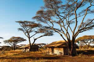 Mara Under Canvas Tented Camp