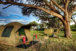 Safari Life Africa: Mobile Safari