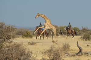 Horizon Horseback Safari Lodge