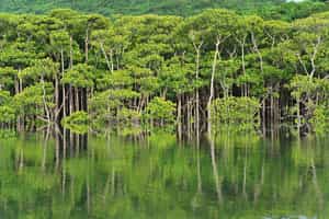 The Okinawa Islands