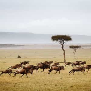 Serengeti Image