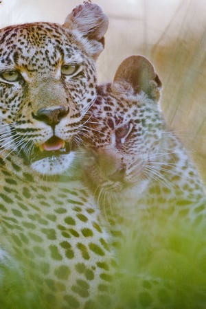 All the highlights: Cape Town, Kruger and Victoria Falls 