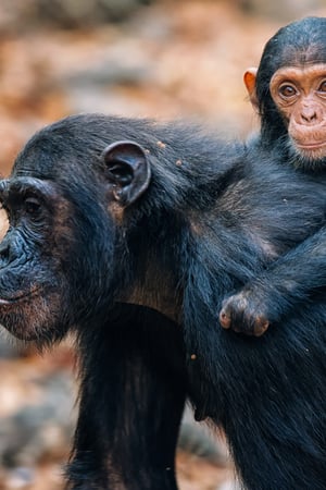 Explore Tanzania’s wild west