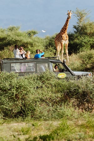 Bush, beach & gorillas in Uganda & Zanzibar