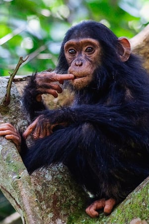 Primates of Uganda