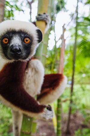 Lemurs & Sunsets: an introduction to Madagascar