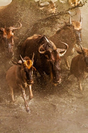 The great wildebeest migration
